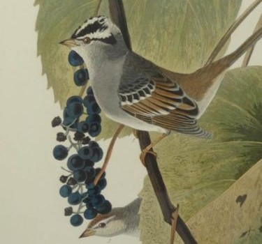 John James Audubon’s ‘Birds of America’ – Four Original Prints