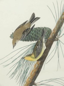 Audubon Birds of America Pine Creeping Warbler Original Print