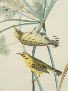 Audubon Birds of America Prarie Warbler Original Print