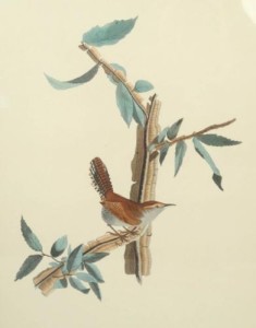 Audubon Birds of American Bewicks Long Tail Wren Original Print