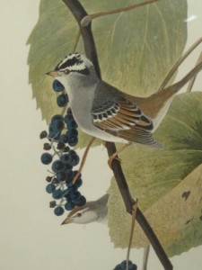 Audubon Birds of American Original Sparrow Print